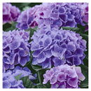 Paper+Design Flower Print Luncheon Napkins