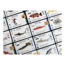 Finspan Sharks & Reefs Expansion