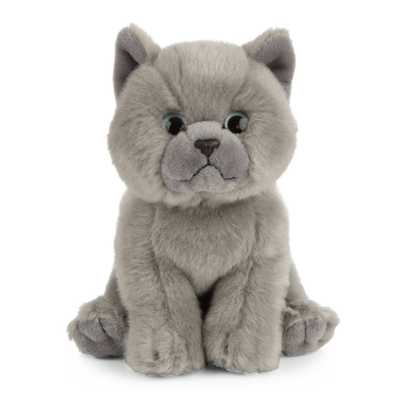 Living Nature British Grey Shorthair Kitten